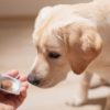 Best Treatments for Flea, Tick, and Mosquito Prevention for Dogs