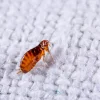 How to Get Rid of Fleas in the House