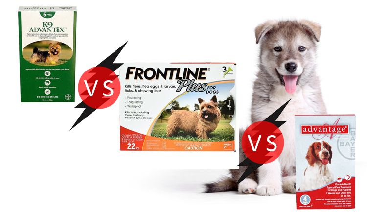 K9 Advantix Vs Frontline Plus Vs Advantage – Make A Better Choice This Summer