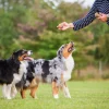 Top Ten Essential Dog Training Supplies