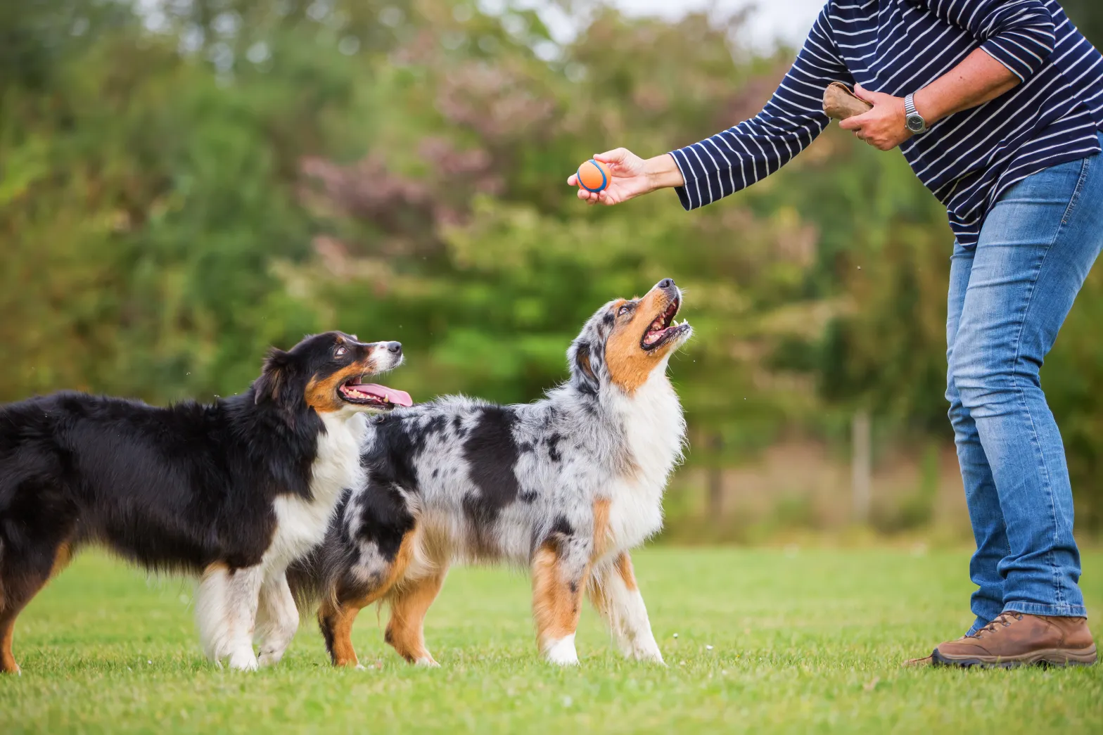 Top Ten Essential Dog Training Supplies